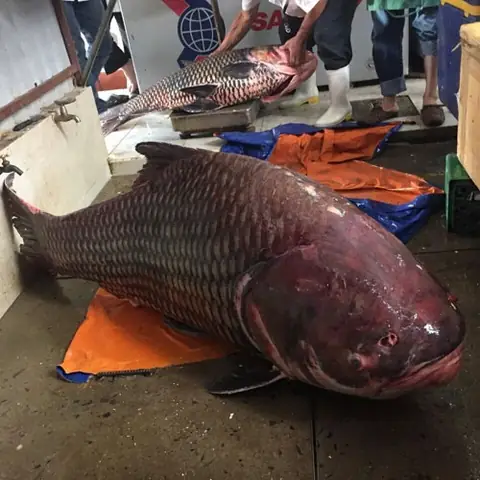Cá Khổng Lồ Sông Mê Kông