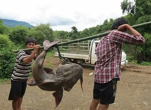 Cá Khủng Sông Đà