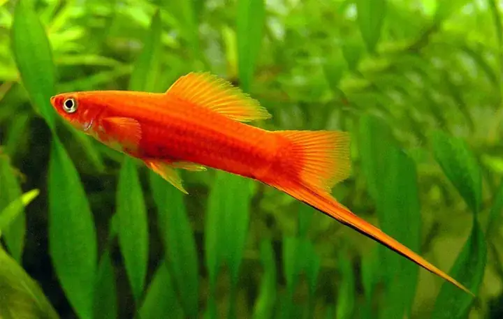Cá Kiếm Đẻ Con