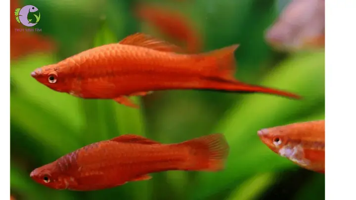 Cá Kiếm Mắt Đỏ