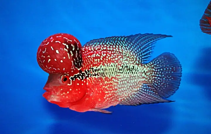 Cá Kiểng La Hán