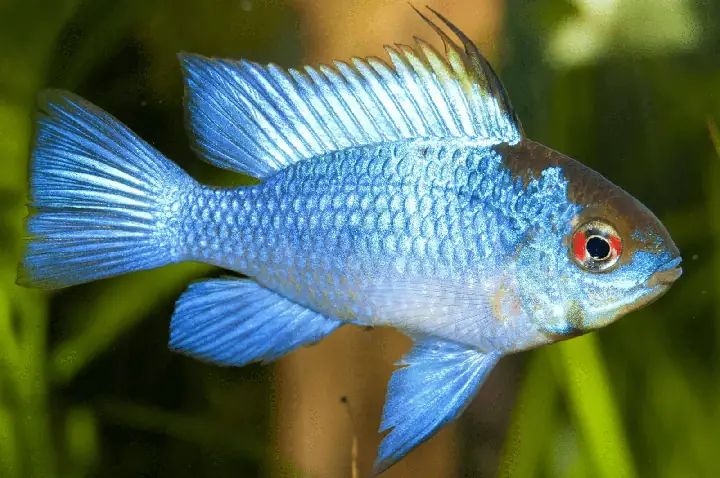 Cá Kiểng Màu Xanh