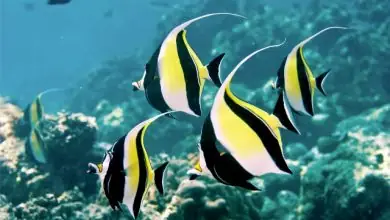Cá Kiểng Nước Mặn