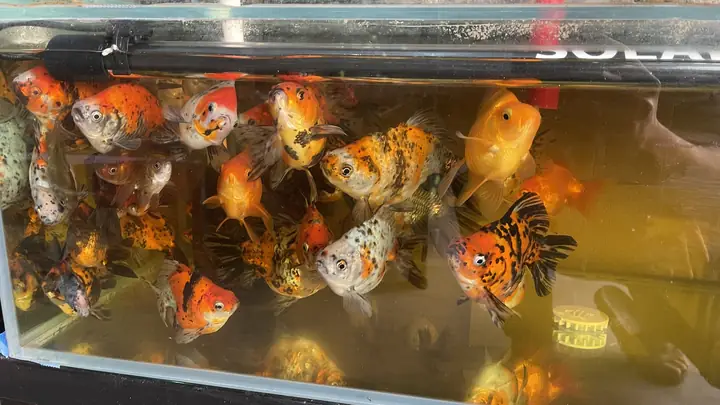 Cá Kiểng Quận 9