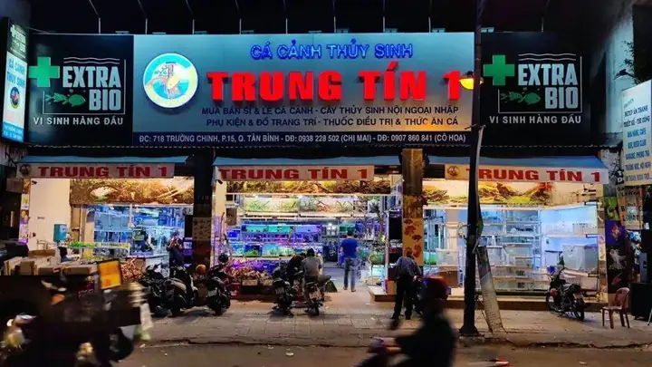 Cá Kiểng Trung Tín Cá Kiểng Trung Tín
