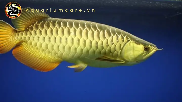 Cá Kim Long Hồng Vĩ