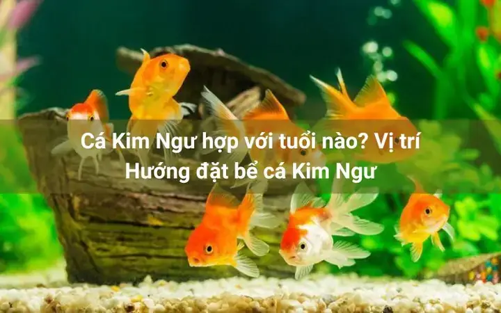 Cá Kim Ngư Là Cá Gì