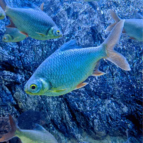 Cá Kim Sơn Albino
