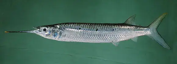 Cá Kìm Sông Hồng Cá Kìm Sông Hồng