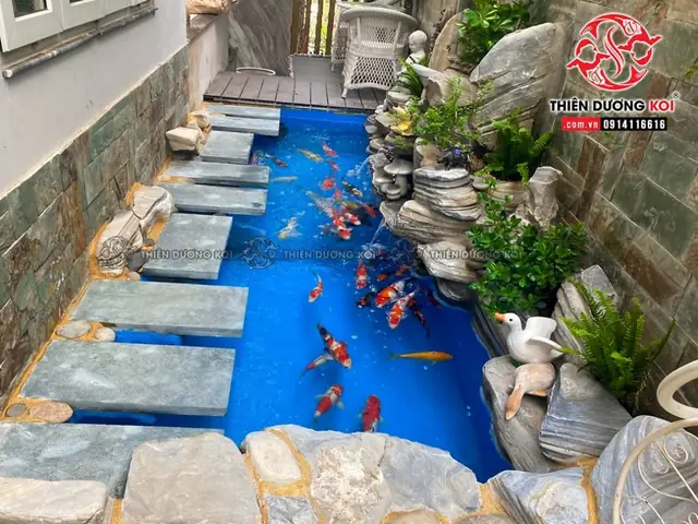 Cá Koi Bà Rịa