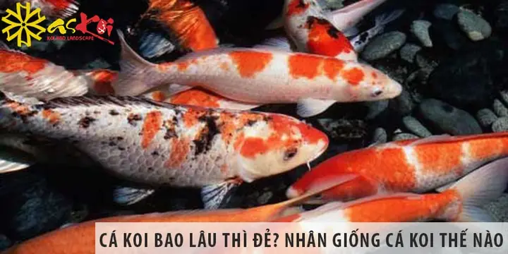 Cá Koi Bao Lâu Thì Đẻ