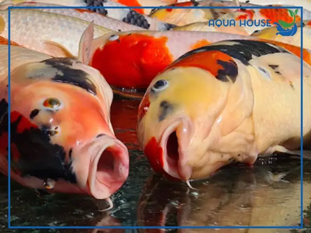 Cá Koi Bị Chết