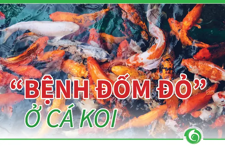 Cá Koi Bị Đốm Đỏ