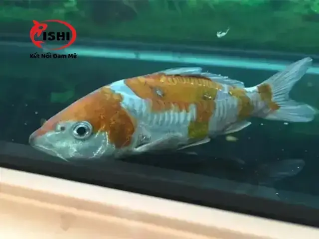 Cá Koi Bị Hoảng Sợ