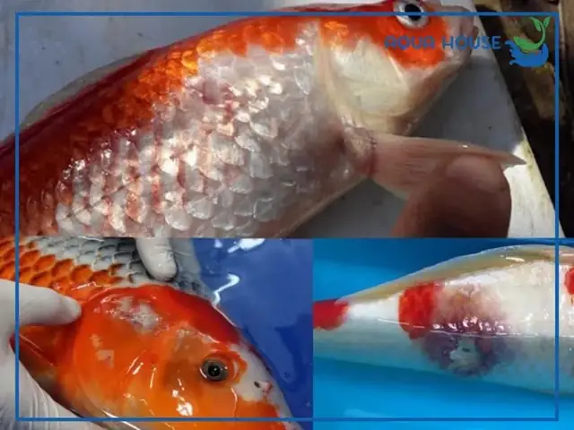 Cá Koi Bị Lở Loét