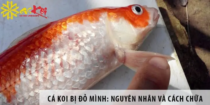 Cá Koi Bị Nấm Đỏ