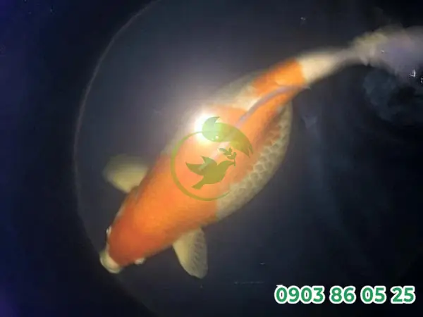 Cá Koi Bị Phình Bụng