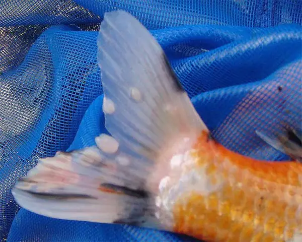 Cá Koi Bị Thối Đuôi