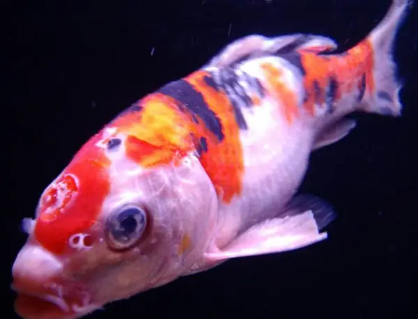 Cá Koi Bị Tuột Nhớt