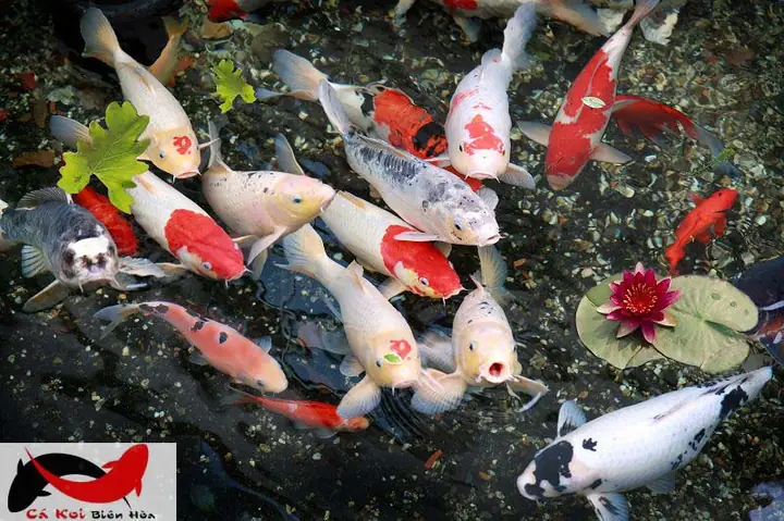 Cá Koi Biên Hòa