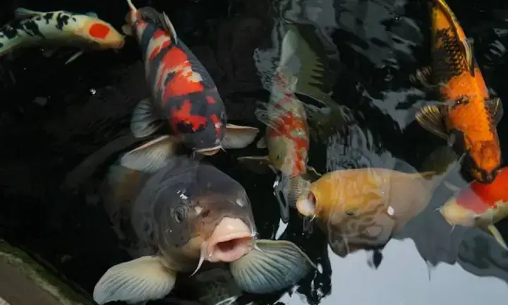 Cá Koi Biếng Ăn