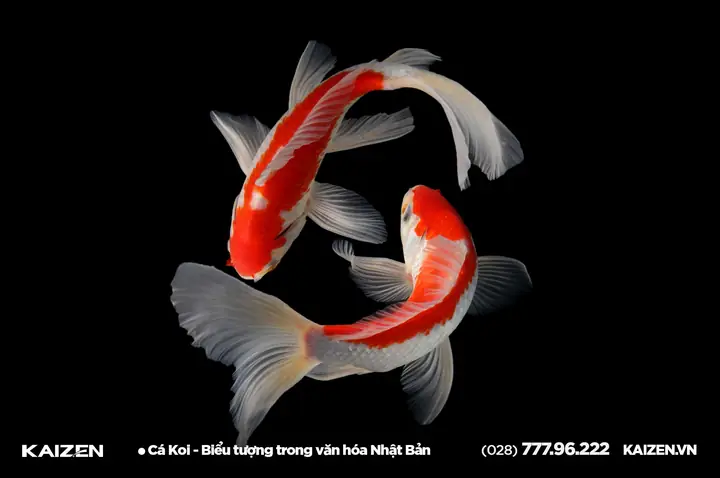 Cá Koi Biểu Tượng Nhật Bản