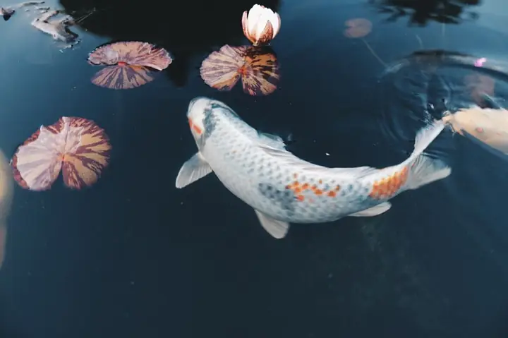 Cá Koi Bơi Lờ Đờ