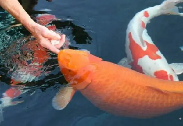 Cá Koi Bơi Nghiêng