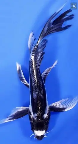 Cá Koi Bướm Đen