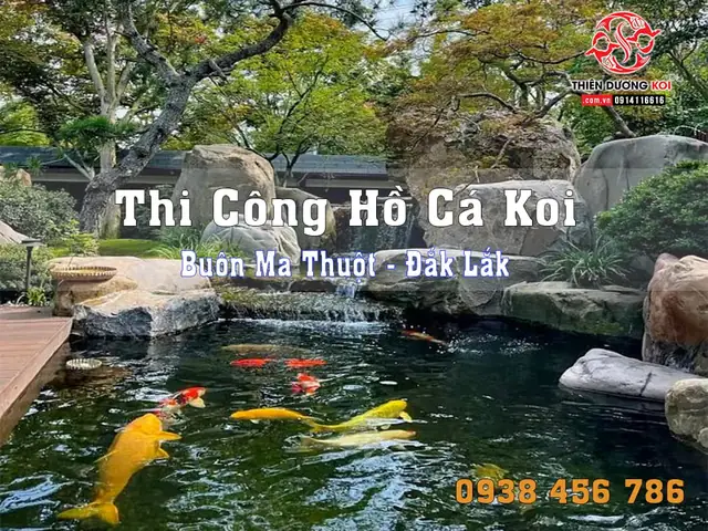 Cá Koi Buôn Ma Thuột