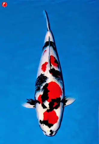 Cá Koi Cá Koi