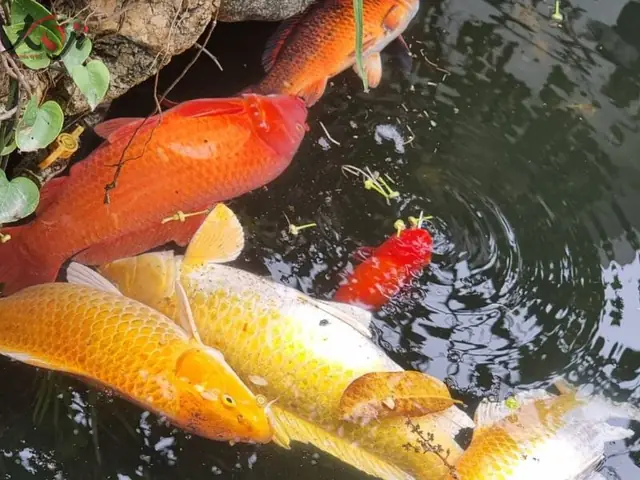 Cá Koi Cạ Mình Cá Koi Cạ Mình