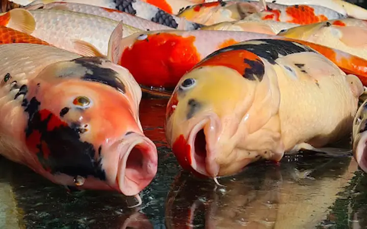Cá Koi Chết Hàng Loạt