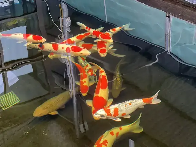 Cá Koi Con Mua Ở Đâu