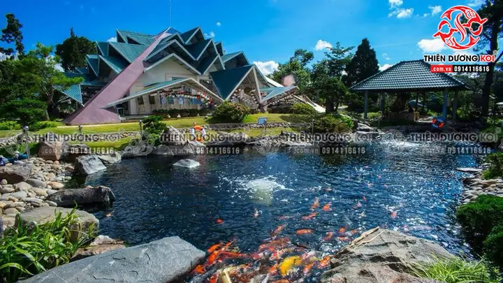 Cá Koi Đà Lạt