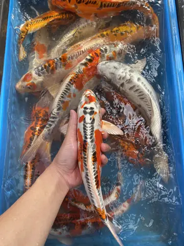 Cá Koi Da Trơn