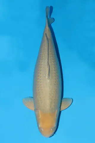 Cá Koi Dẫn Đàn