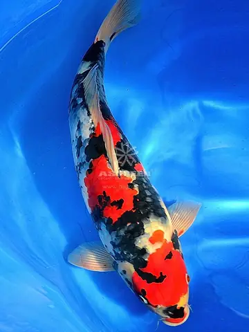 Cá Koi Đỏ Đen