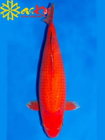 Cá Koi Đơn Sắc