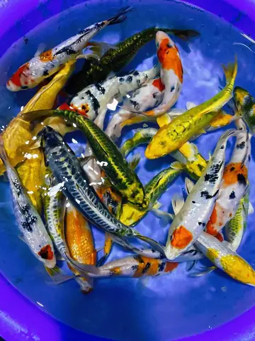 Cá Koi Giá Bao Nhiêu 1 Con
