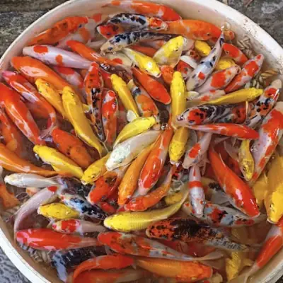 Cá Koi Giống Nhỏ