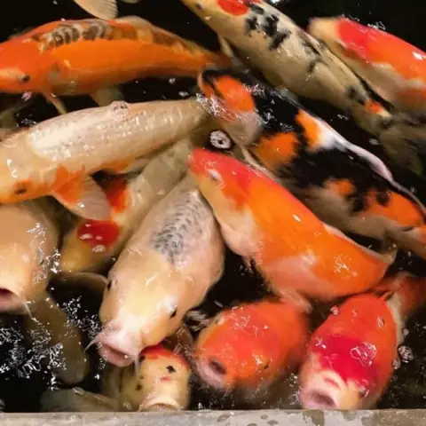 Cá Koi Hội An