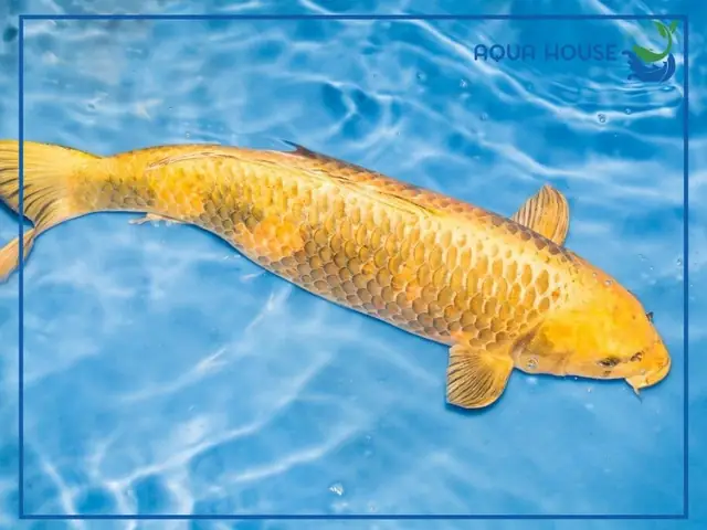 Cá Koi Là Loại Cá Gì