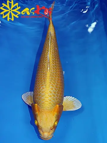 Cá Koi Màu Vàng