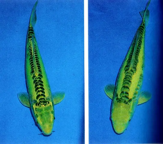 Cá Koi Màu Xanh Dương