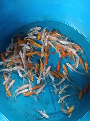 Cá Koi Mini Ăn Gì