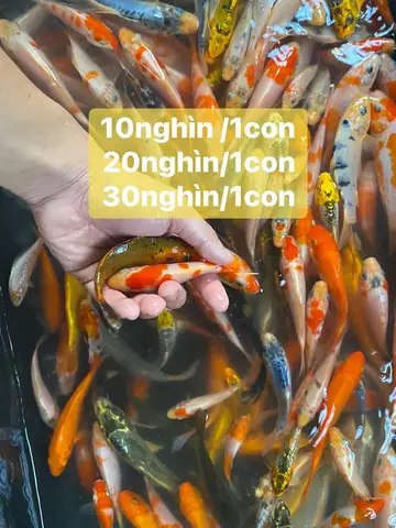 Cá Koi Mini Đà Nẵng