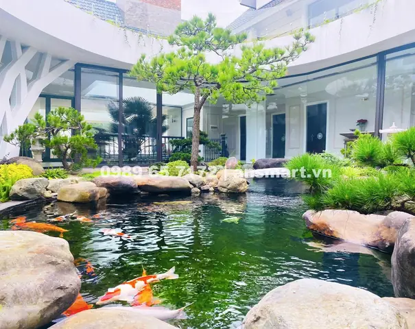 Cá Koi Nam Định