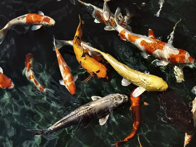 Cá Koi Nha Trang