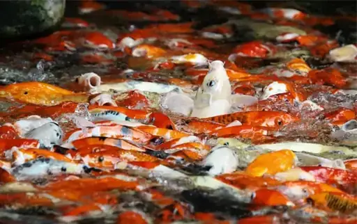 Cá Koi Nhảy Ra Khỏi Hồ
